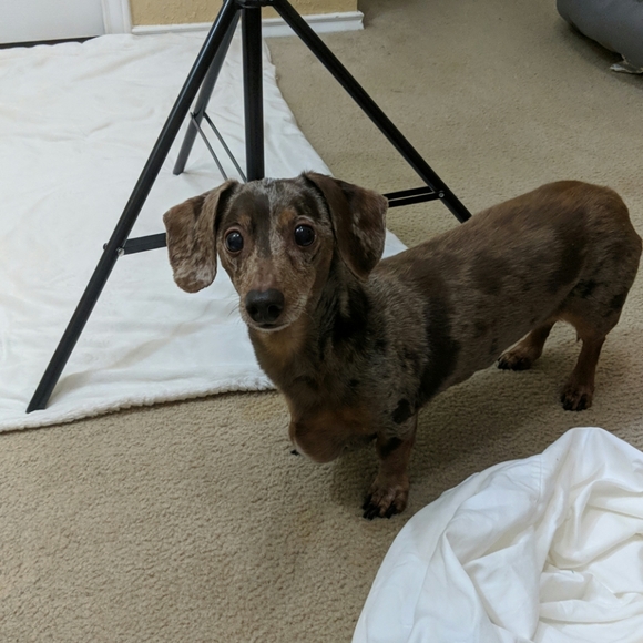 Meet your Posher, Amy (ft Bruce and Harvey) - Picture 2 of 4